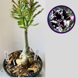 0512 53 Rosa do Deserto Lilac Frost