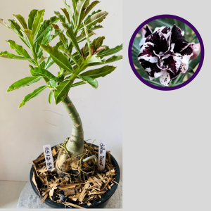 0512 54 Rosa do Deserto Lilac frost