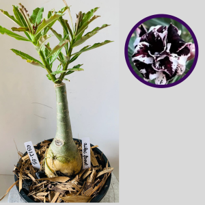 0512 55 Rosa do Deserto Lilac Frost