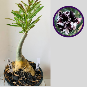 0512 56 Rosa do Deserto Lilac Frost