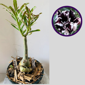 0512 57 Rosa do Deserto Lilac Frost