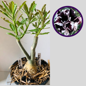 0512 58 Rosa do Deserto Lilac Frost