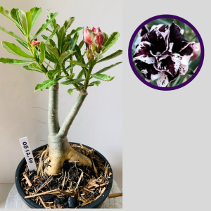 0512 60 Rosa do Deserto Lilac Frost