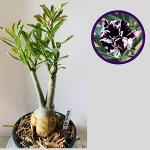 0512 61 Rosa do Deserto Lilac Frost