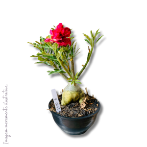 Muda RDF Surprise 1 UN