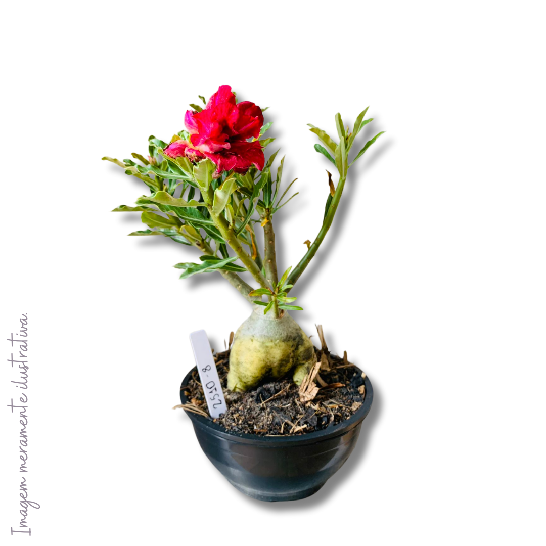 Muda RDF Surprise 1 UN