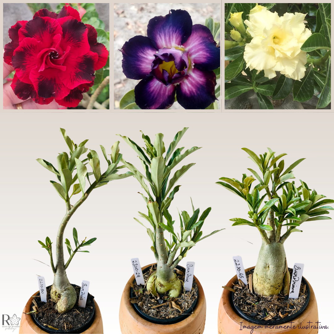 Muda RDF Surprise 1 UN - Imagem 2