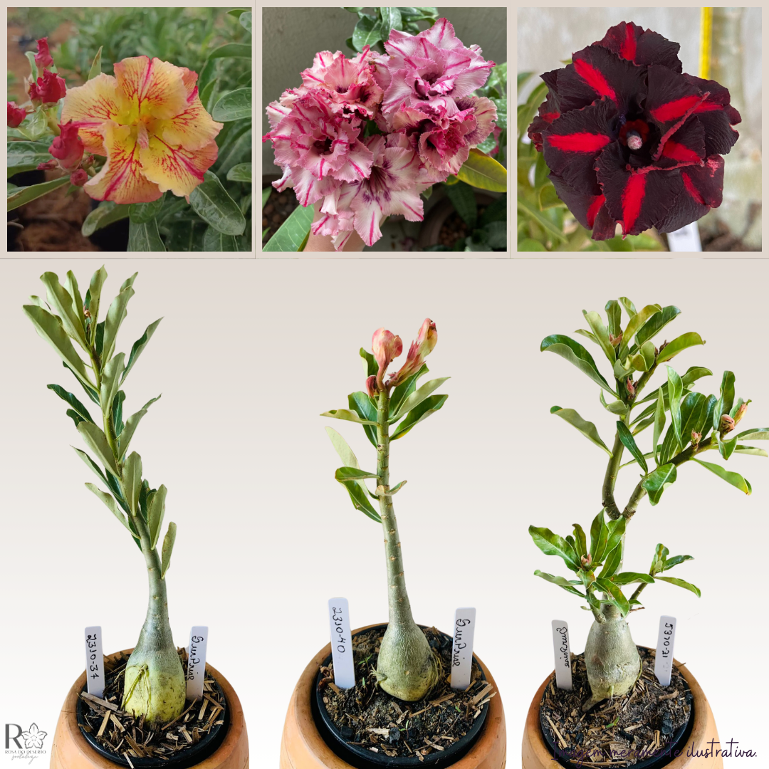 Muda RDF Surprise 1 UN - Imagem 3