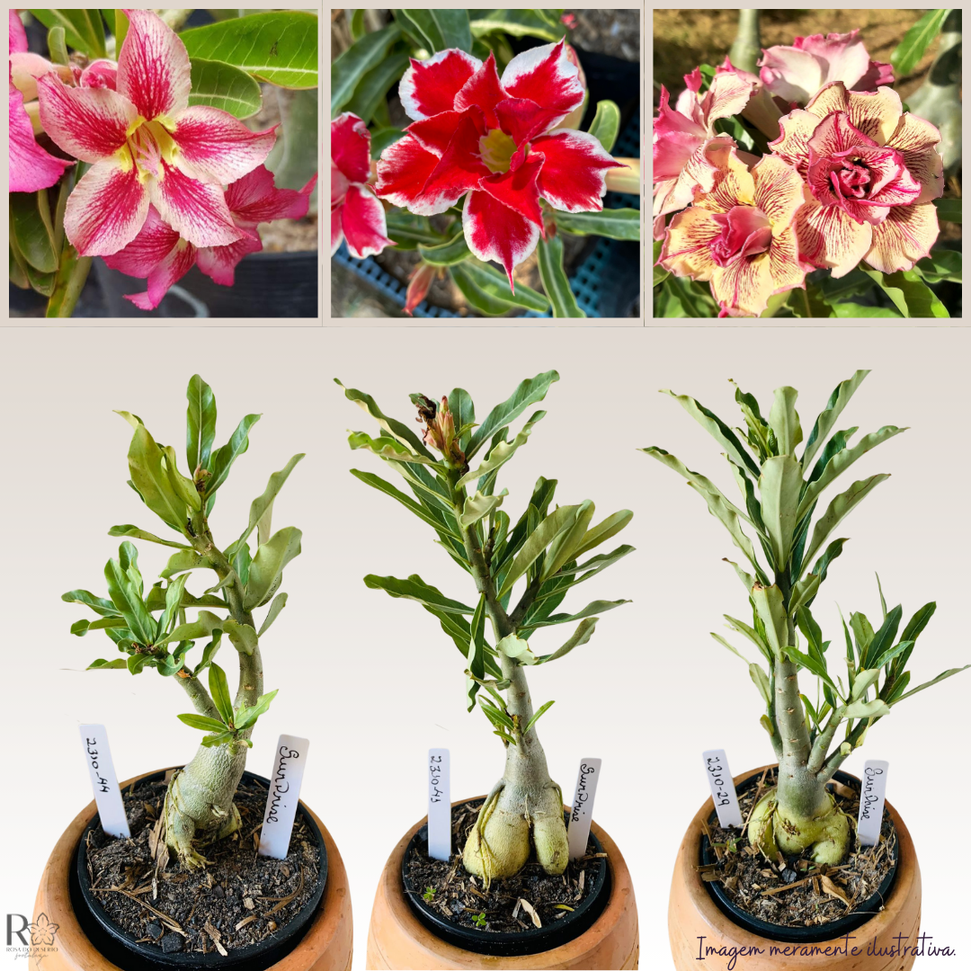 Muda RDF Surprise 1 UN - Imagem 4