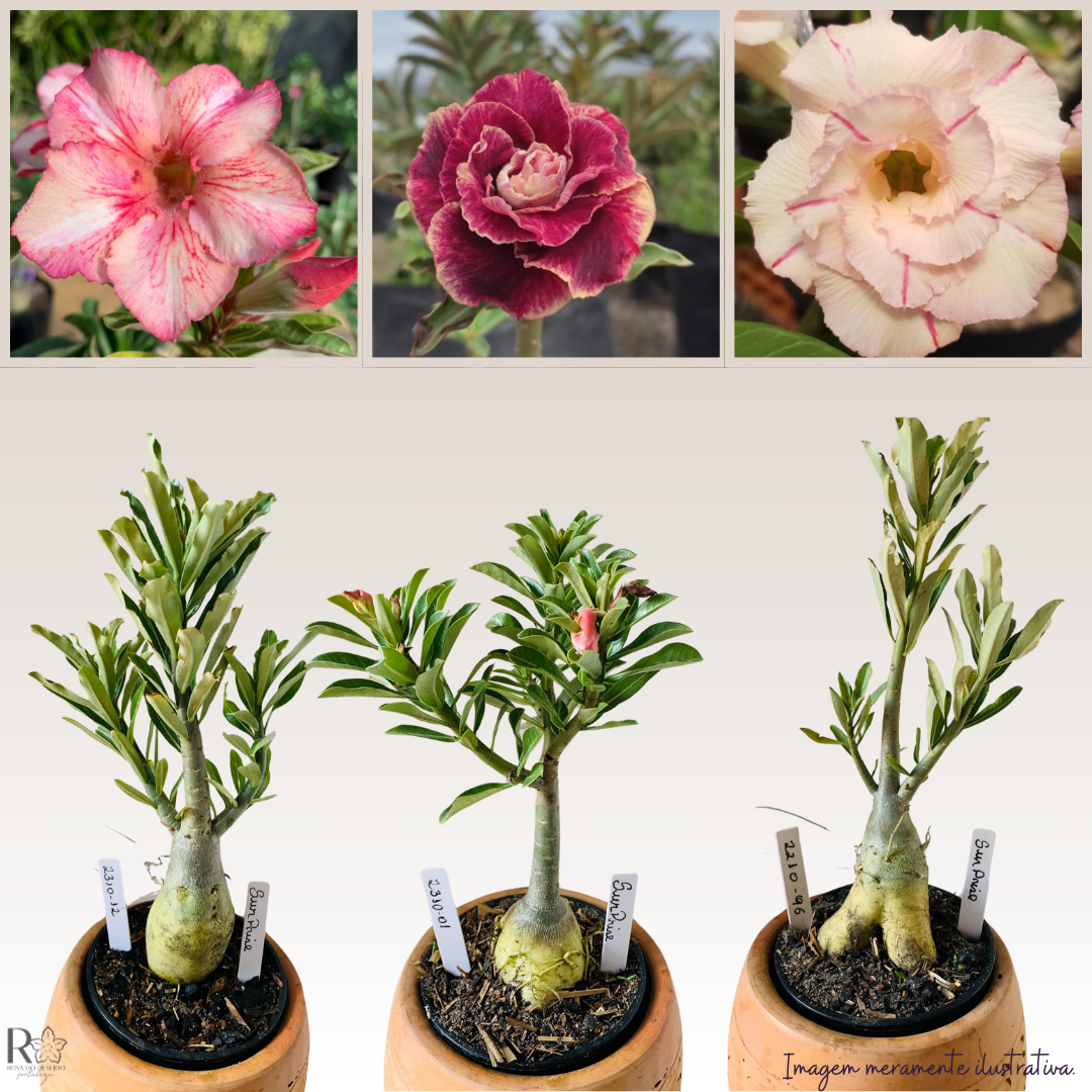 Muda RDF Surprise 1 UN - Imagem 5