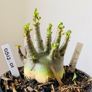 0512 01 Arabicum RDF