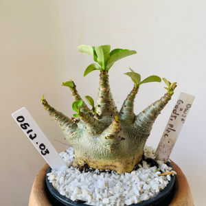 0512 03 Arabicum Dwarf x Godji Plac