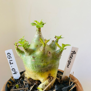 0512 04 Arabicum Poseidon