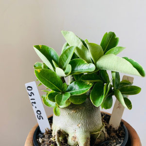 0512 05 Arabicum Tomahawk Arabicum Variegata