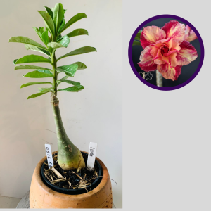 0512 62 Rosa do Deserto Linda