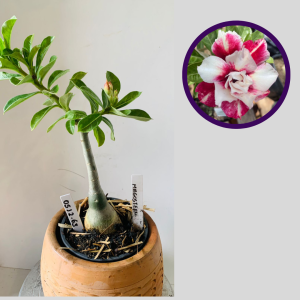 0512 63 Rosa do Deserto Mangosteen