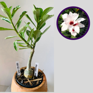 0512 64 Rosa do Deserto A Thousand Years