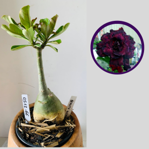 0512 66 Rosa do Deserto Beauty Witch