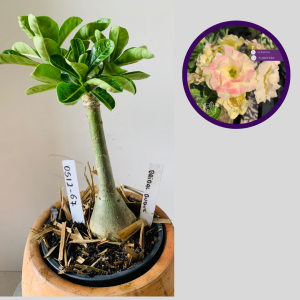 0512 67 Rosa do Deserto Bridal Buque