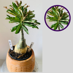 0512 68 Rosa do Deserto Rendera