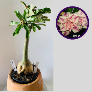 0512 69 Rosa do Deserto Maga