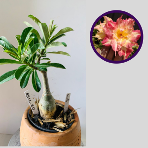 0512 70 Rosa do Deserto Wealty