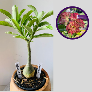 0512 71 Rosa do Deserto Especialle