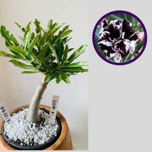 0512 72 Rosa do Deserto Lilac Frost