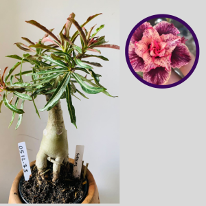 0512 73 Rosa do Deserto Supreme