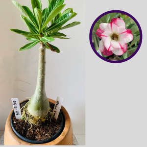 0512 74 Rosa do Deserto Apricot flower