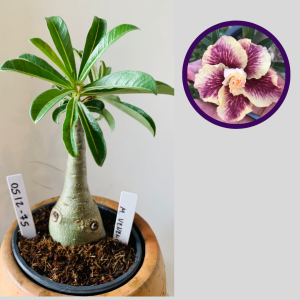 0512 75 Rosa do Deserto Menina Veneno