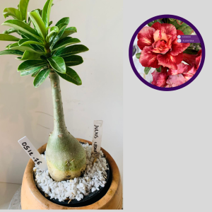 0512 76 Rosa do Deserto Julius Cesar