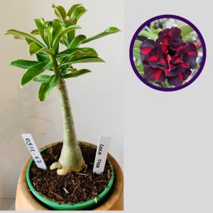 0512 77 Rosa do Deserto Coca Cola