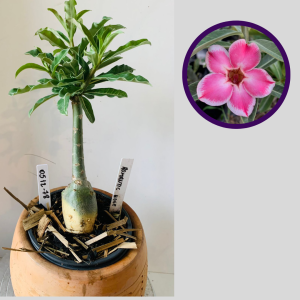 0512 78 Rosa do Deserto Romantic Edge