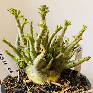 0512 06 Arabicum RBL