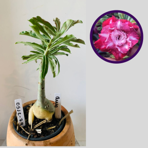 0512 79 Rosa do Deserto Cereja