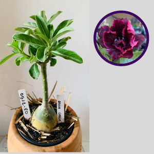 0512 80 Rosa do Deserto Deusa Grega