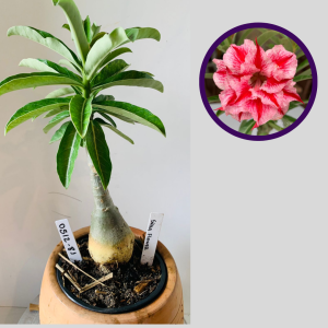 0512 81 Rosa do Deserto Silka Flower