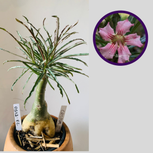 0512 82 Rosa do Deserto Crispum