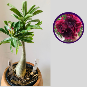 0512 83 Rosa do Deserto Steel