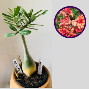 0512 84 Rosa do Deserto Kr 226