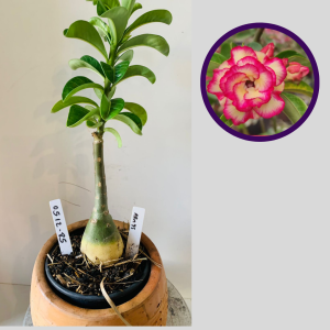 0512 85 Rosa do Deserto Arm 45