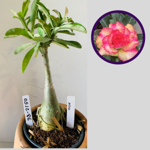 0512 86 Rosa do Deserto Neon