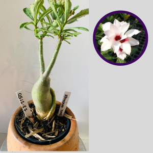 0512 87 Rosa do Deserto A Thousand Years