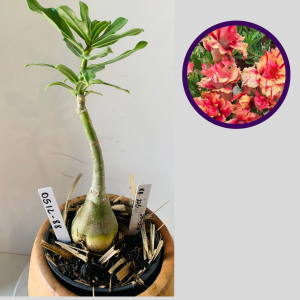 0512 88 Rosa do Deserto Kr 226