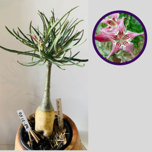 0512 89 Rosa do Deserto Crispum Red String