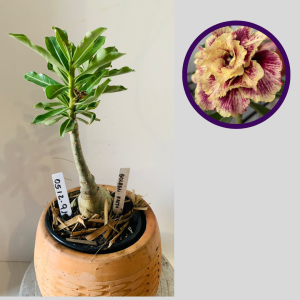 0512 91 Rosa do Deserto Golden Faith