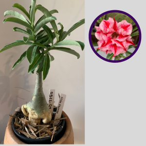 0512 93 Rosa do Deserto Silka Flower