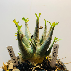 0512 07 Arabicum Turtle