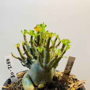 0512 08 Arabicum Green pod x hulk